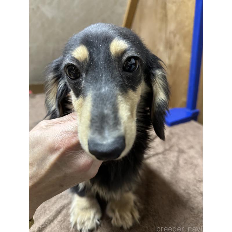 商談中の青森県のミニチュアダックスフンド(ロングヘアード)-444795の4枚目