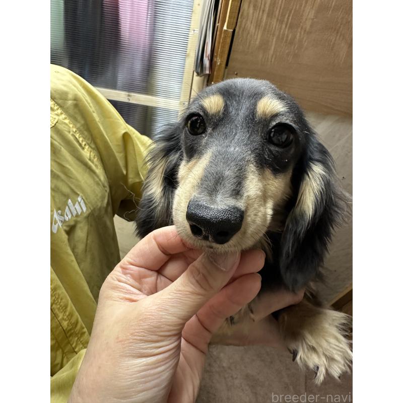 商談中の青森県のミニチュアダックスフンド(ロングヘアード)-444795の3枚目