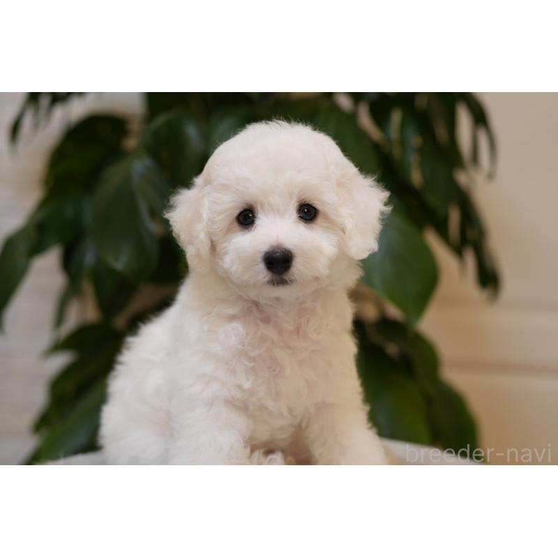 成約済の千葉県のビションフリーゼ-439158の2枚目