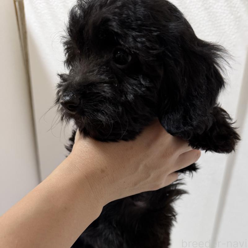 販売中の福岡県のダップー:ミニチュアダックスフンド×トイプードル-444796の3枚目