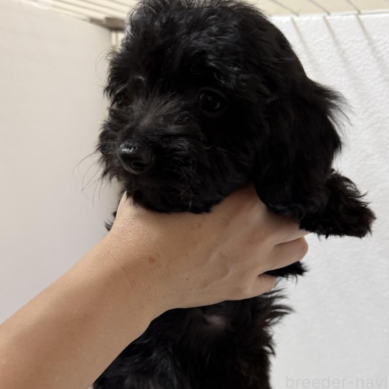 販売中の福岡県のダップー:ミニチュアダックスフンド×トイプードル-444796の2枚目