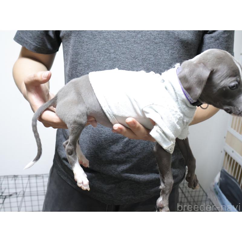 販売中の埼玉県のイタリアングレーハウンド(イタグレ)-444798の2枚目