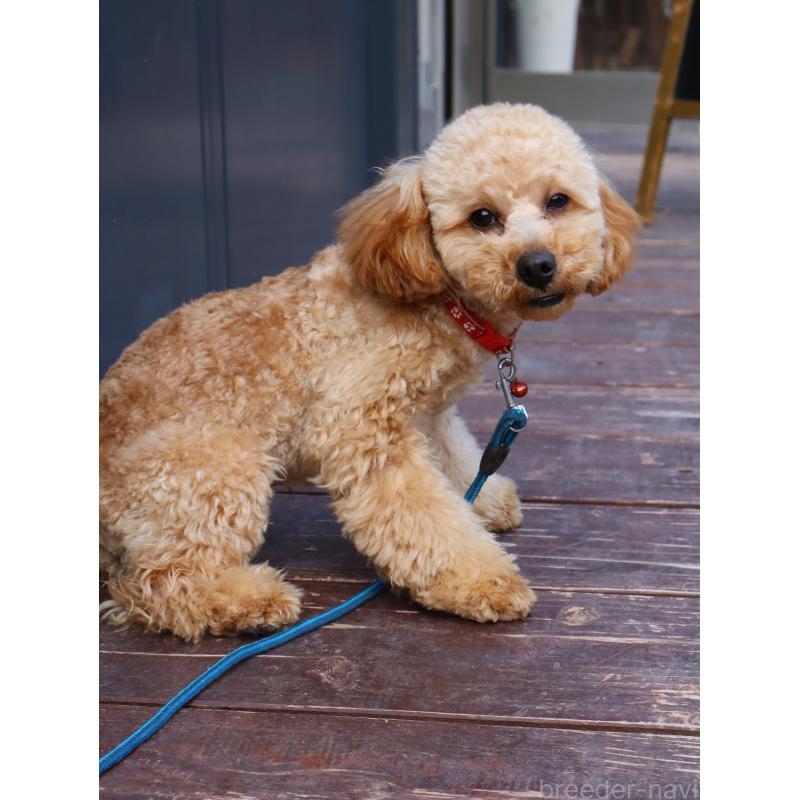 販売中の山口県のトイプードル-426220の6枚目