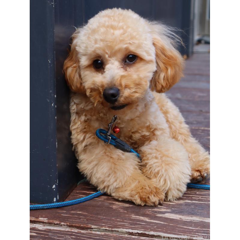 販売中の山口県のトイプードル-426220の5枚目