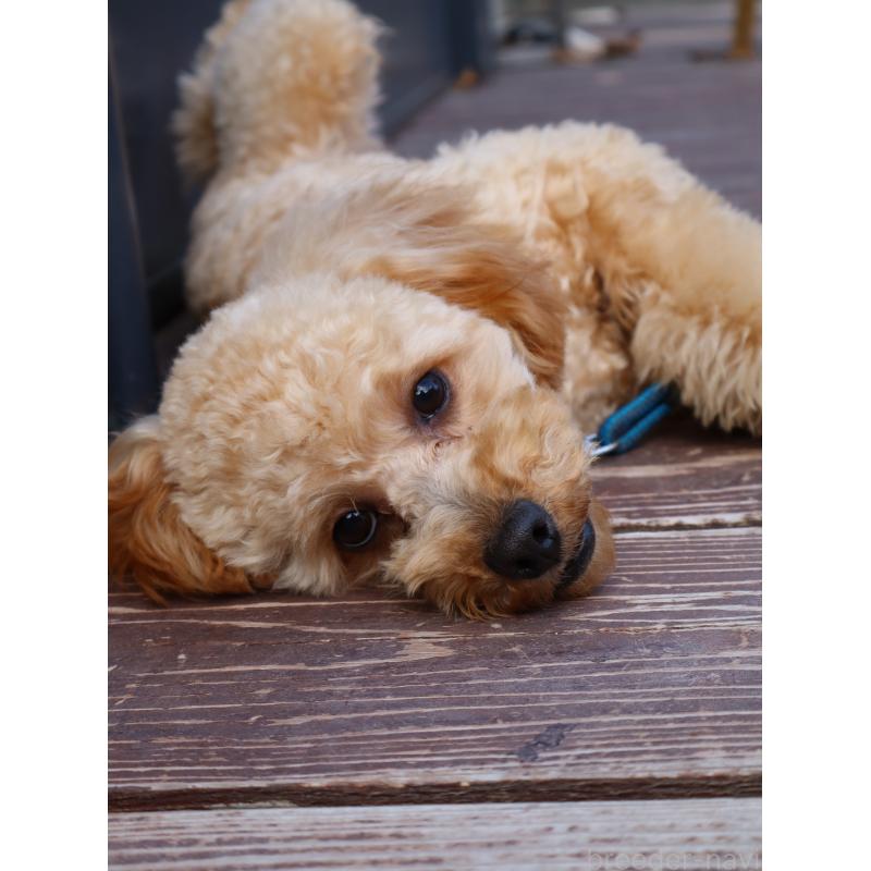 販売中の山口県のトイプードル-426220の4枚目