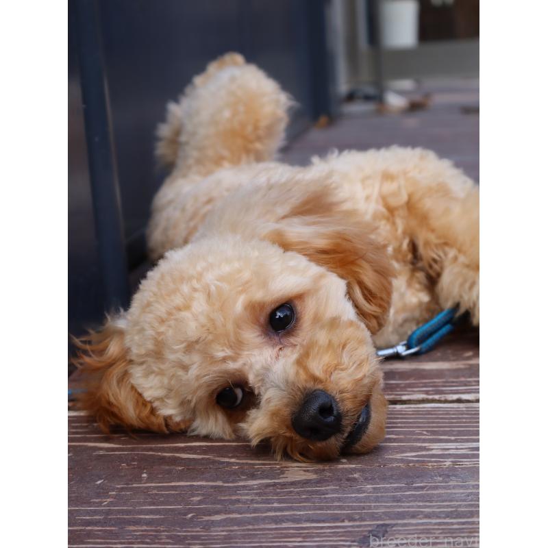 販売中の山口県のトイプードル-426220の3枚目