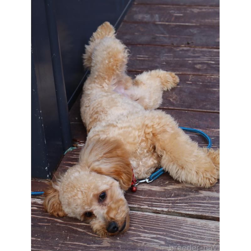 販売中の山口県のトイプードル-426220の2枚目