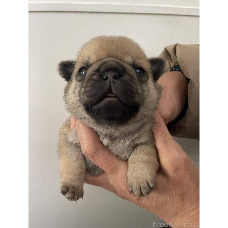 販売中の愛知県のミックス犬-444817の7枚目