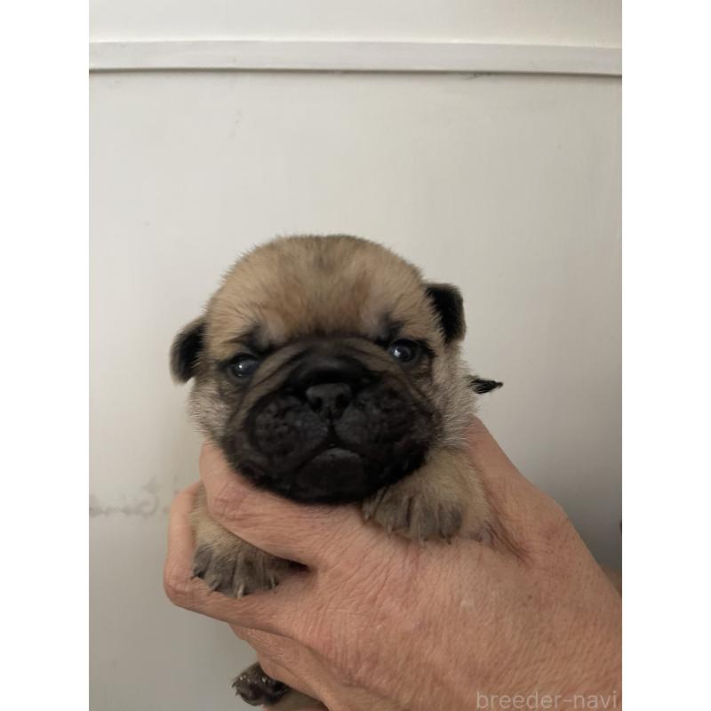 販売中の愛知県のミックス犬-444817の6枚目