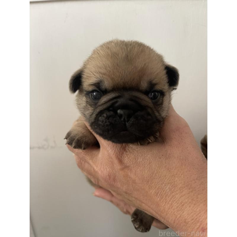 販売中の愛知県のミックス犬-444817の5枚目