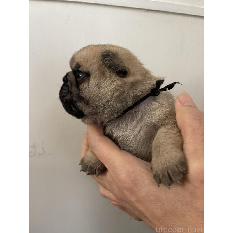 販売中の愛知県のミックス犬-444817の4枚目