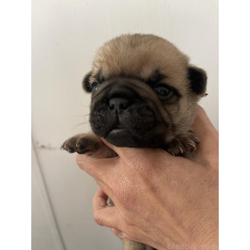 販売中の愛知県のミックス犬-444817の3枚目