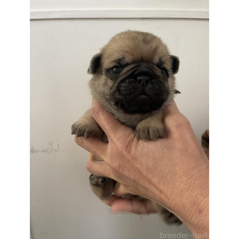 販売中の愛知県のミックス犬-444817の2枚目