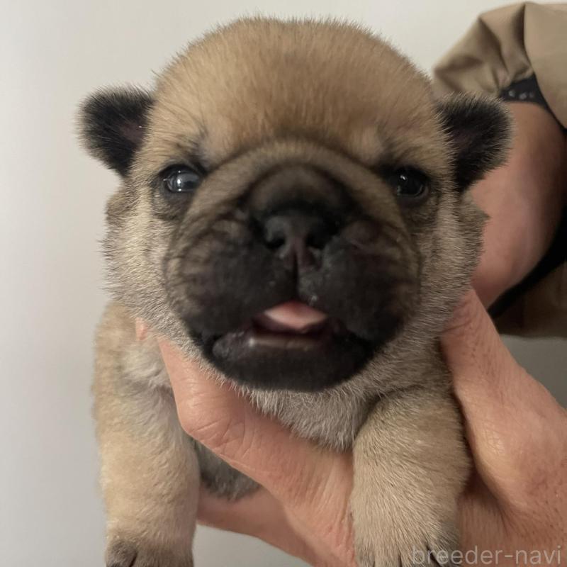 販売中の愛知県のミックス犬-444817の1枚目