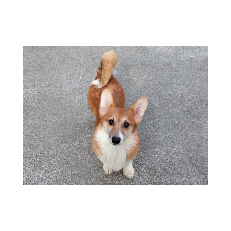 販売中の兵庫県のウェルシュコーギーペンブローク-426948の3枚目