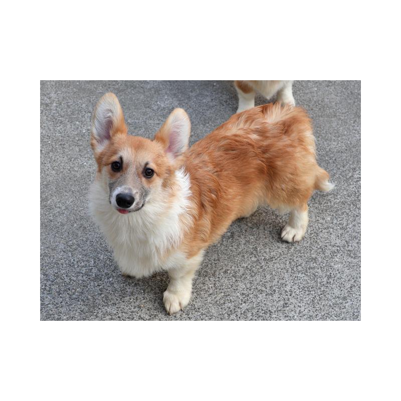 販売中の兵庫県のウェルシュコーギーペンブローク-426949