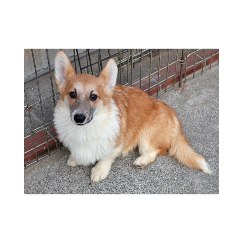 販売中の兵庫県のウェルシュコーギーペンブローク-426949の3枚目