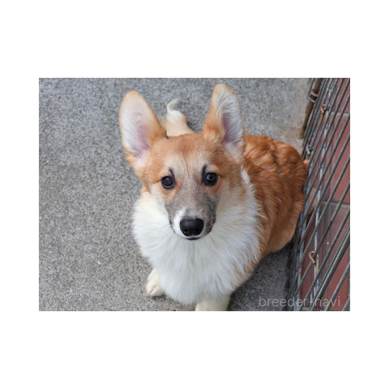 販売中の兵庫県のウェルシュコーギーペンブローク-426949の2枚目