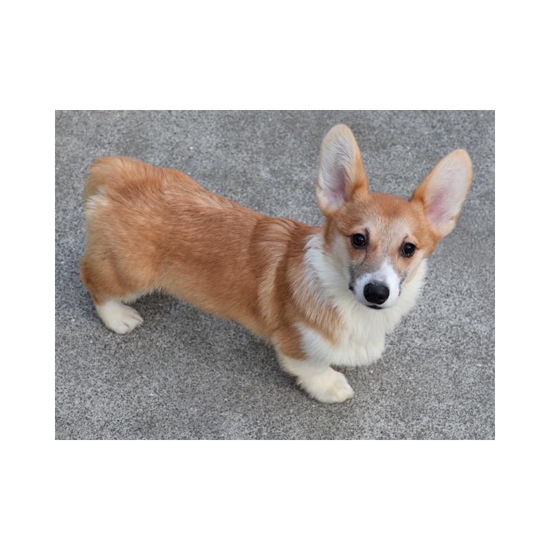 販売中の兵庫県のウェルシュコーギーペンブローク-426950