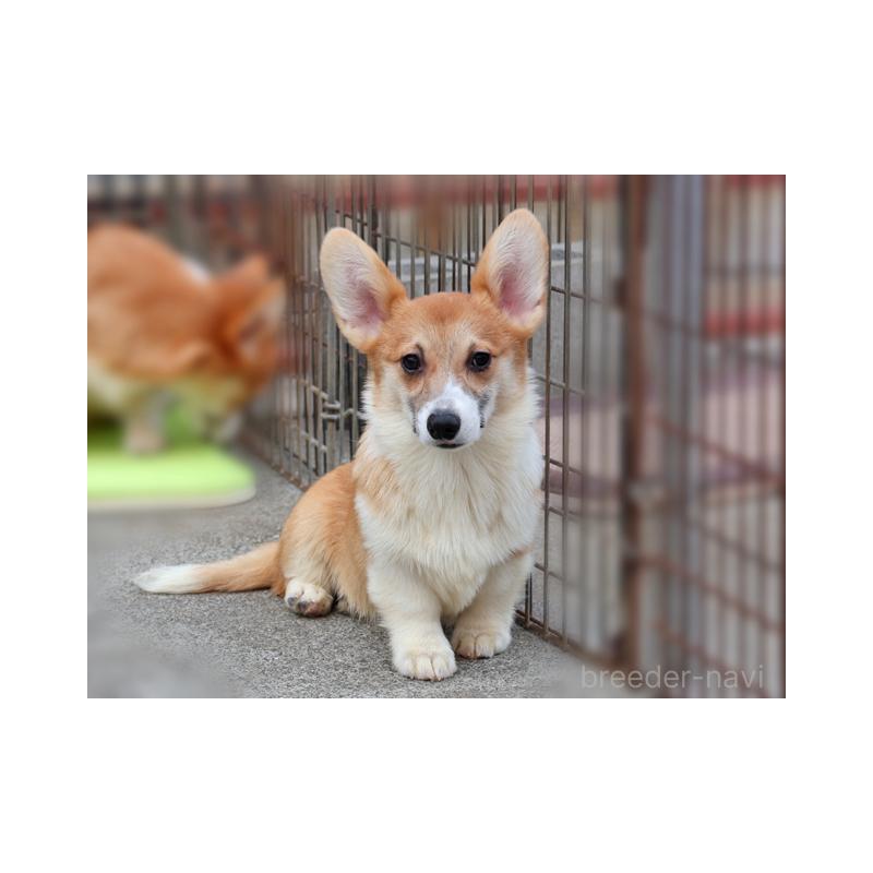 販売中の兵庫県のウェルシュコーギーペンブローク-426950の2枚目