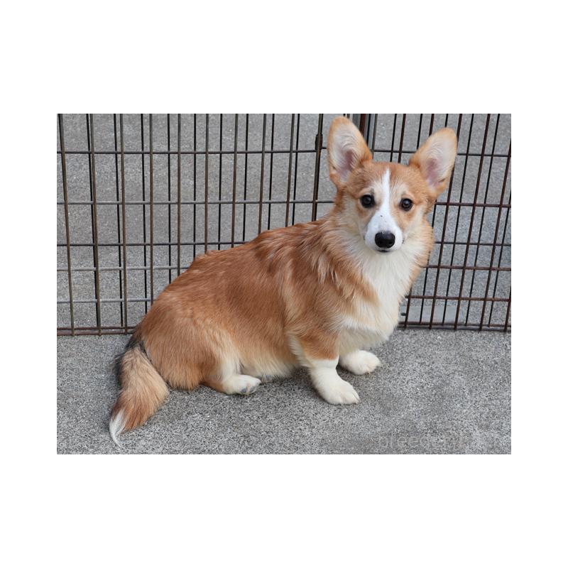 販売中の兵庫県のウェルシュコーギーペンブローク-426951の2枚目
