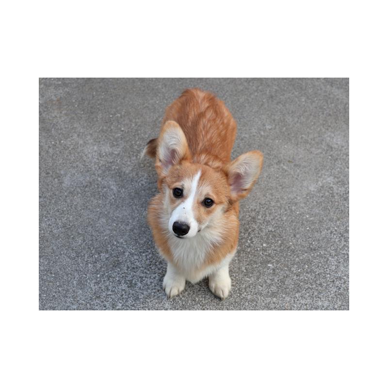 販売中の兵庫県のウェルシュコーギーペンブローク-426951