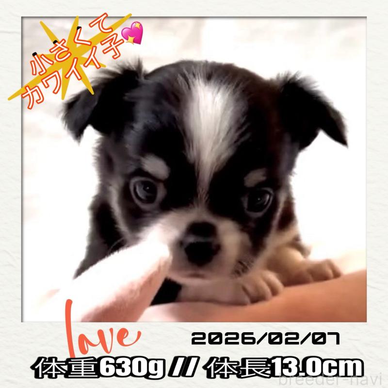 販売中の大阪府のチワワ(ロングコート)-444818の10枚目