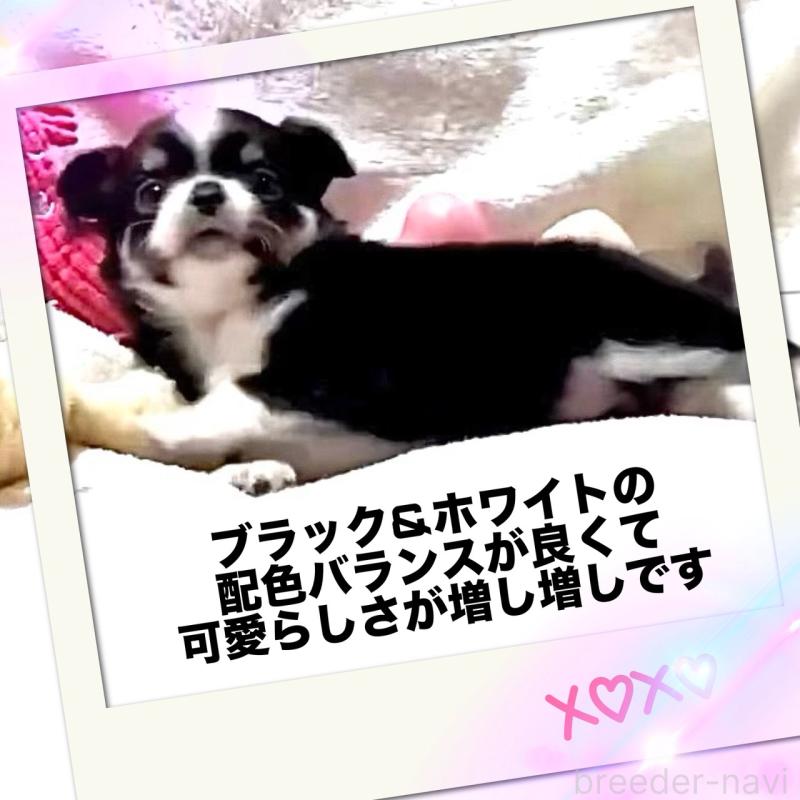 販売中の大阪府のチワワ(ロングコート)-444818の9枚目