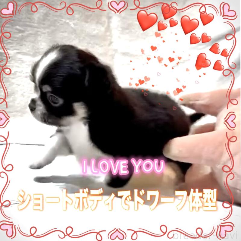 販売中の大阪府のチワワ(ロングコート)-444818の8枚目