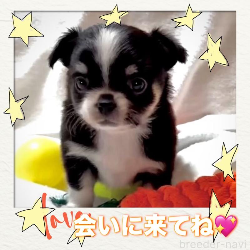 販売中の大阪府のチワワ(ロングコート)-444818の7枚目