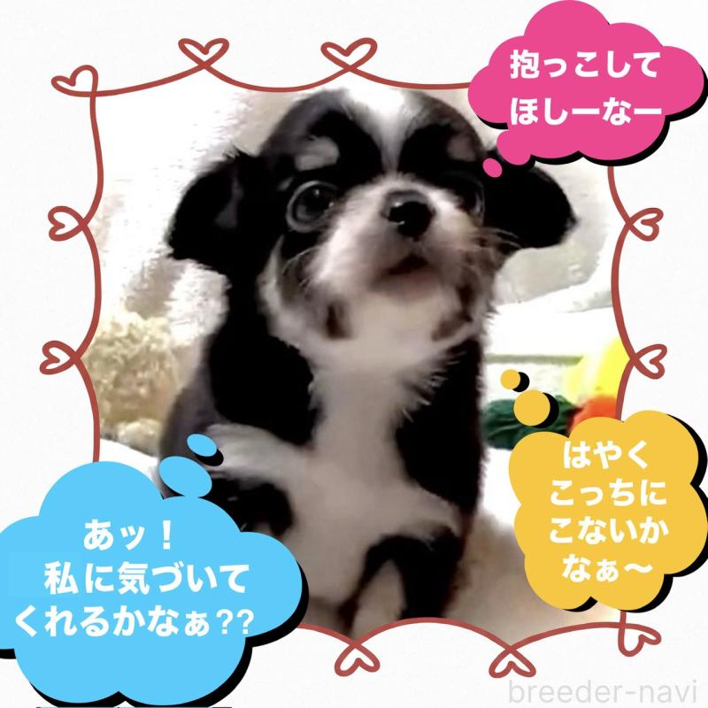 販売中の大阪府のチワワ(ロングコート)-444818の6枚目