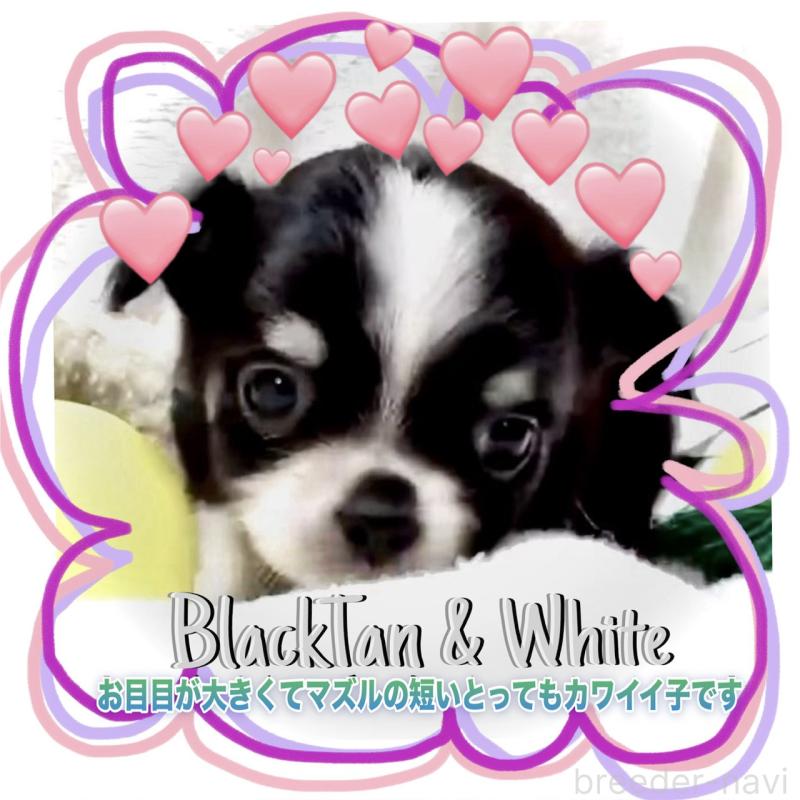 販売中の大阪府のチワワ(ロングコート)-444818の5枚目