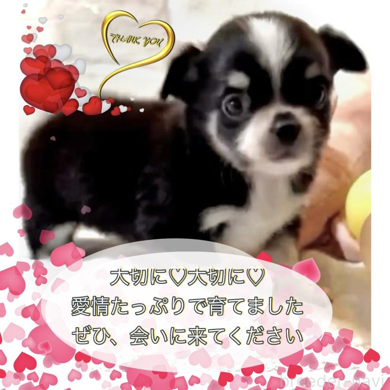 販売中の大阪府のチワワ(ロングコート)-444818の4枚目