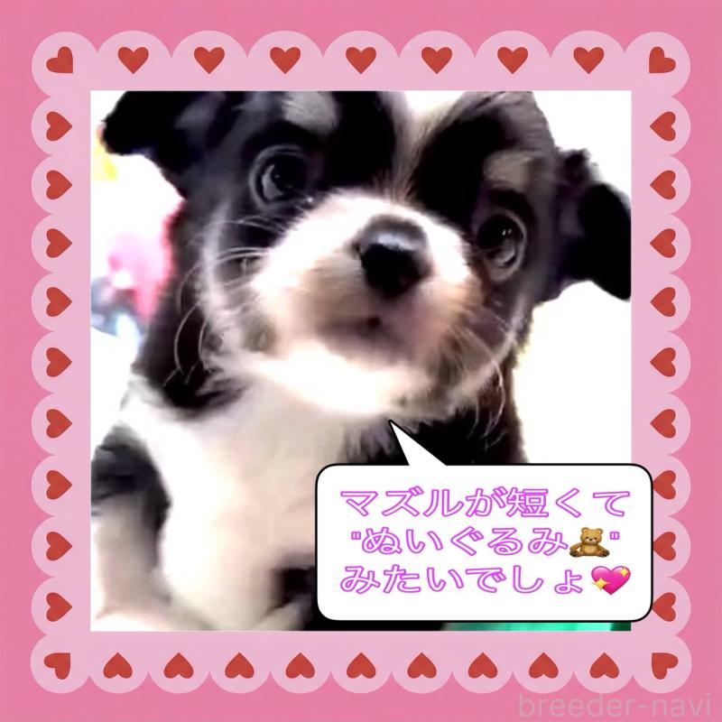 販売中の大阪府のチワワ(ロングコート)-444818の3枚目