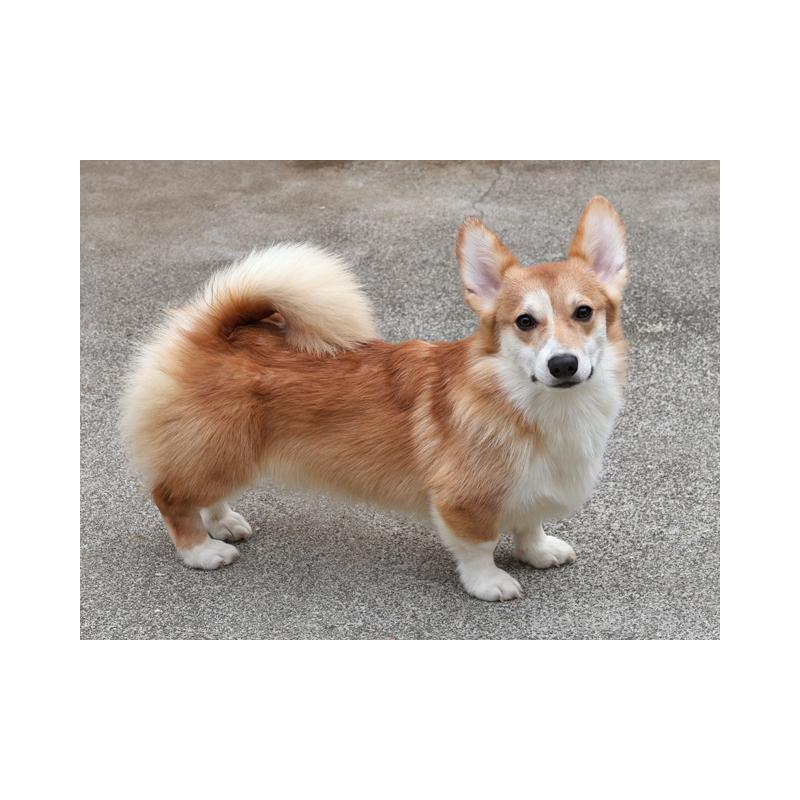 販売中の兵庫県のウェルシュコーギーペンブローク-404535