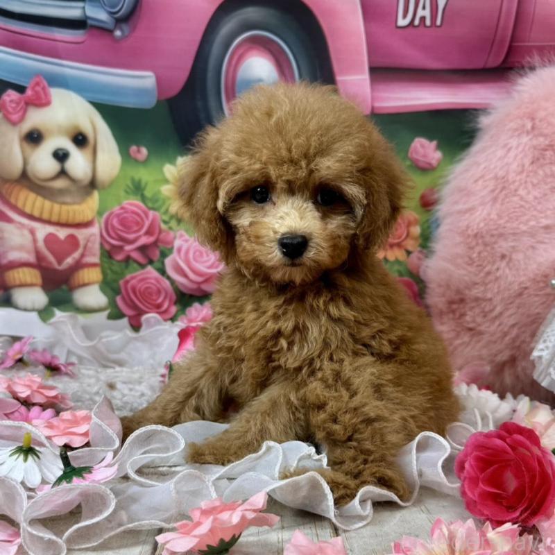 販売中の広島県のタイニープードル-436645の6枚目