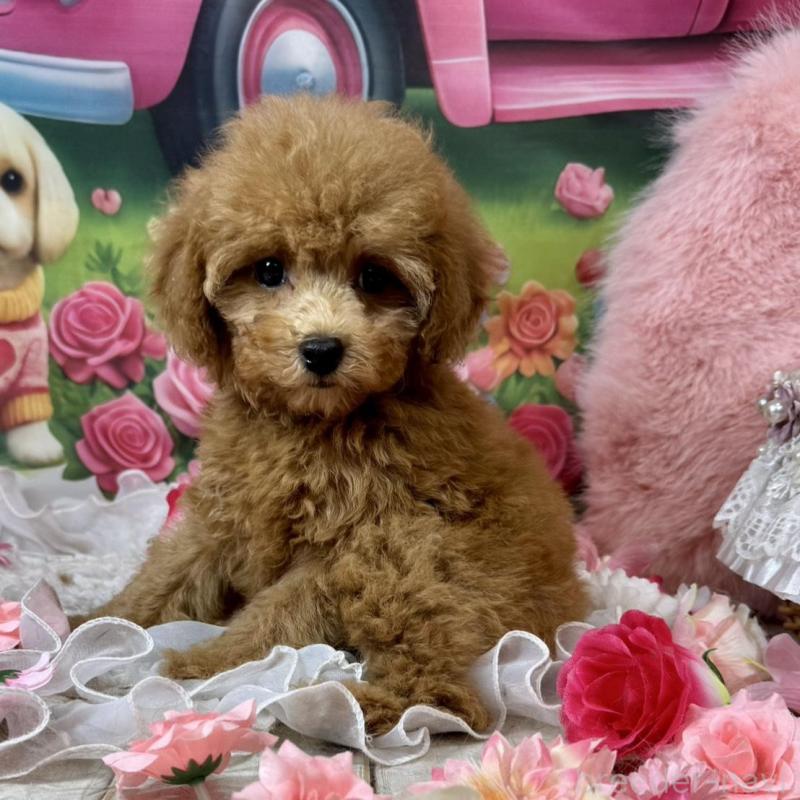 販売中の広島県のタイニープードル-436645の5枚目