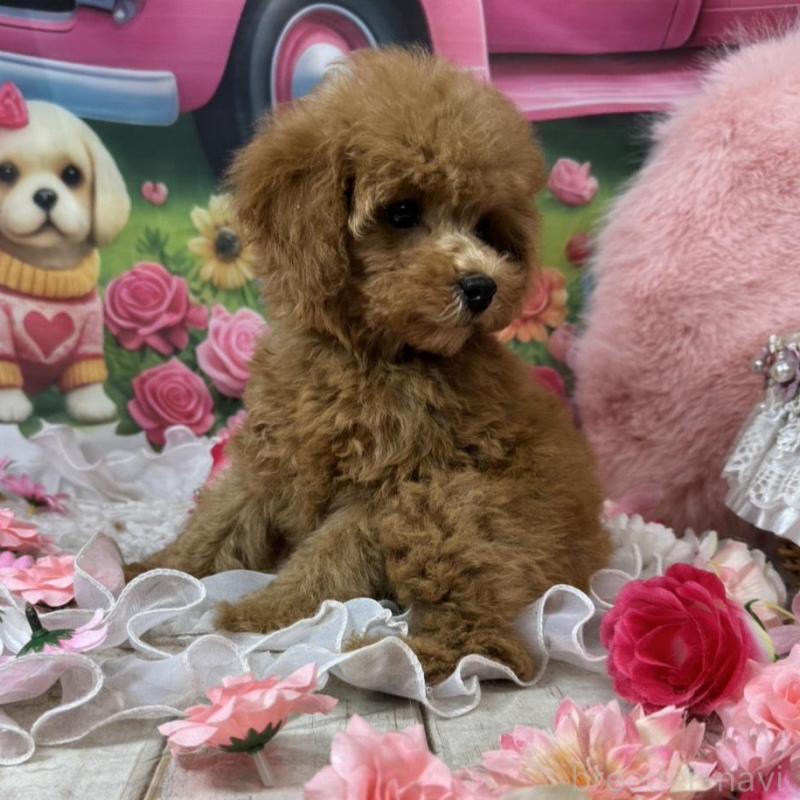 販売中の広島県のタイニープードル-436645の4枚目