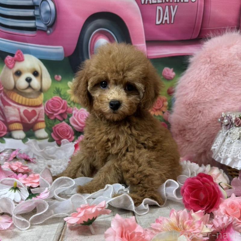 販売中の広島県のタイニープードル-436645の3枚目