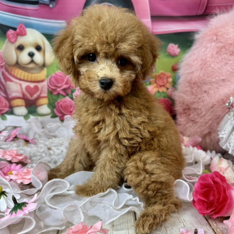 販売中の広島県のタイニープードル-436645の2枚目