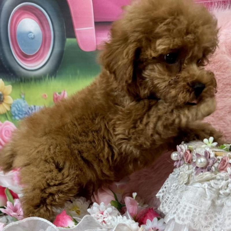 販売中の広島県のタイニープードル-437702の5枚目