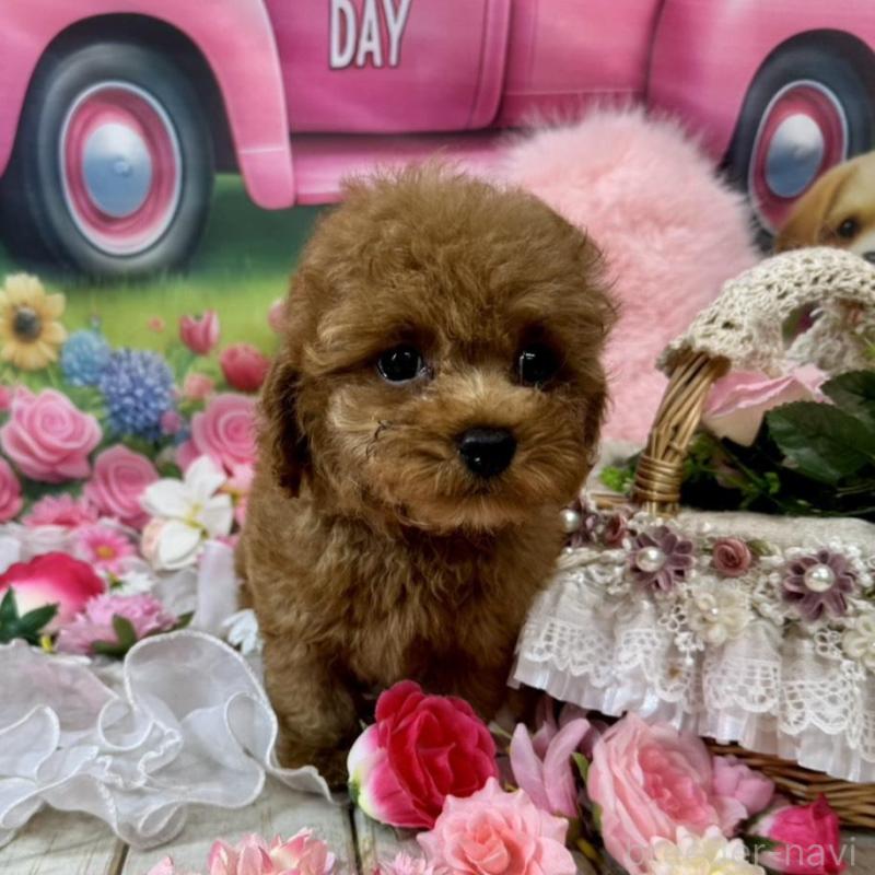 販売中の広島県のタイニープードル-437702の3枚目