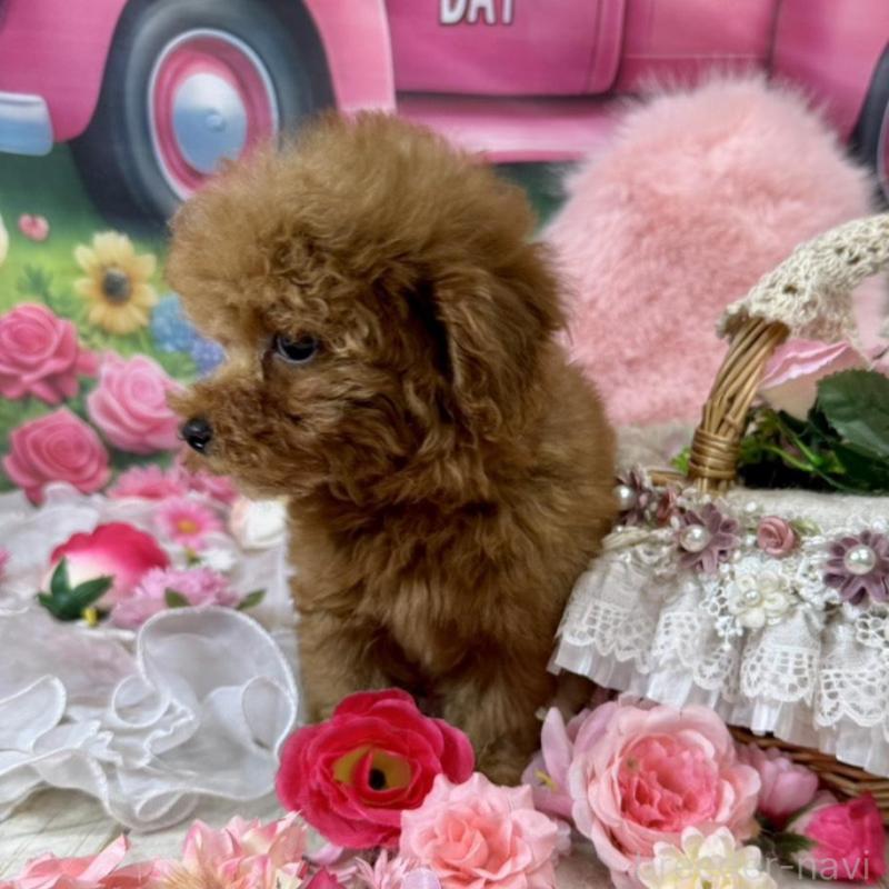 販売中の広島県のタイニープードル-437702の2枚目