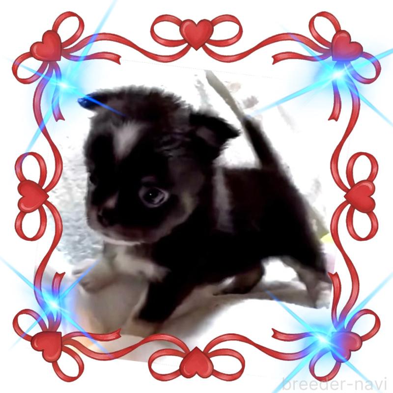 販売中の大阪府のチワワ(ロングコート)-444819の13枚目