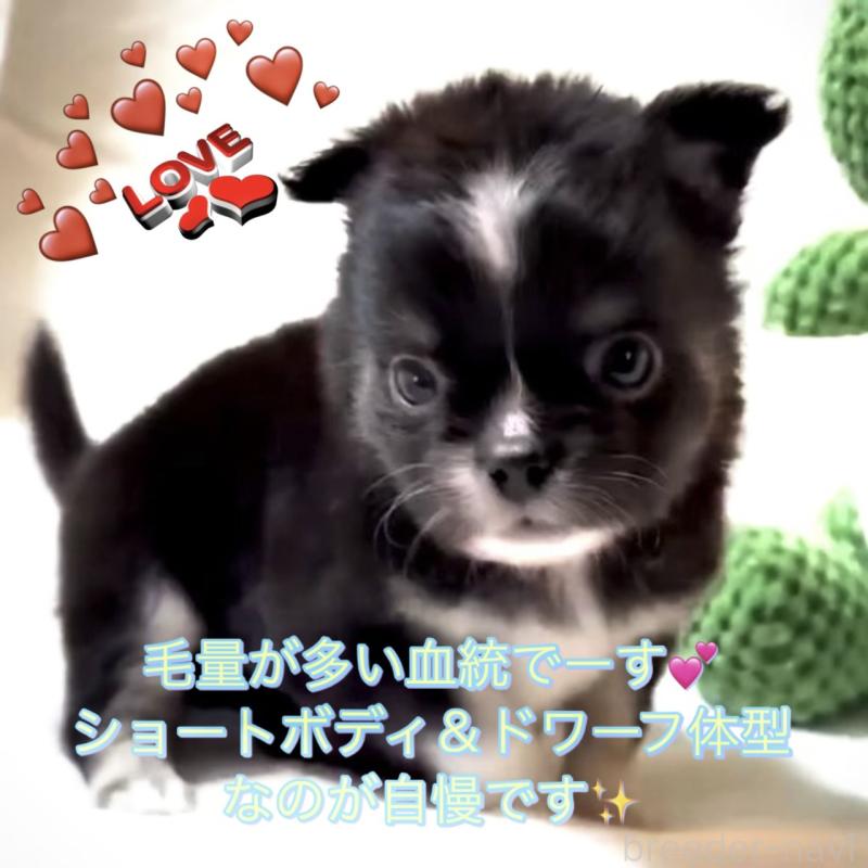 販売中の大阪府のチワワ(ロングコート)-444819の11枚目