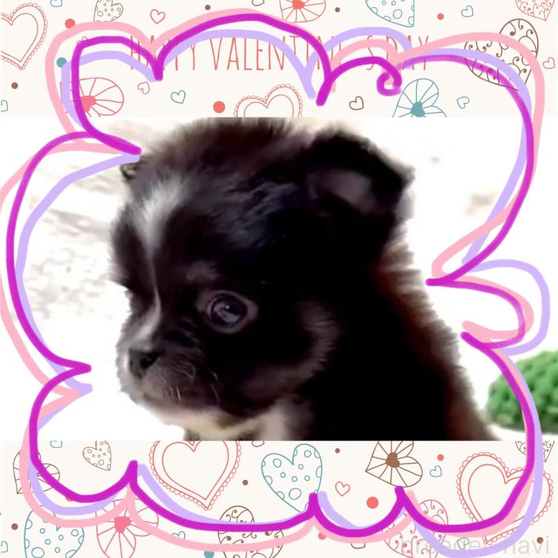 販売中の大阪府のチワワ(ロングコート)-444819の10枚目