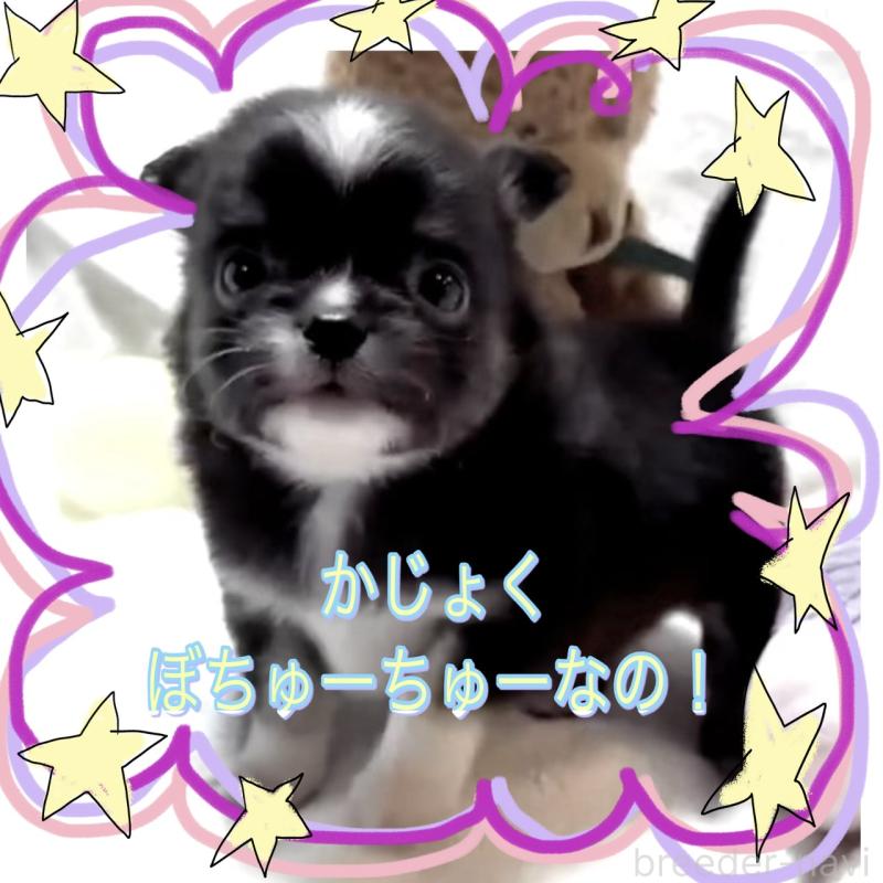 販売中の大阪府のチワワ(ロングコート)-444819の8枚目