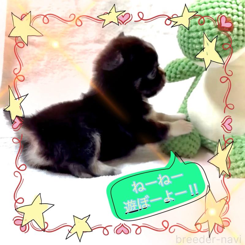 販売中の大阪府のチワワ(ロングコート)-444819の7枚目