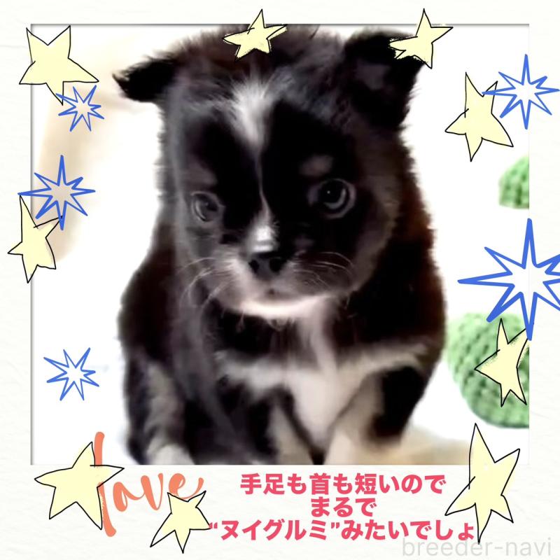 販売中の大阪府のチワワ(ロングコート)-444819の5枚目