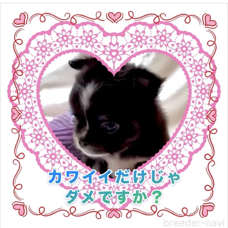 販売中の大阪府のチワワ(ロングコート)-444819の4枚目